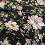 Katia - Pink Winter Flowers VISCOSE TWILL